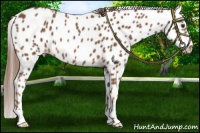 Horse Color:Chestnut Appaloosa