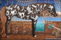 Horse Color:Liver Chestnut Appaloosa