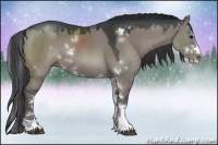 Horse Color:Grullo Sabino Rabicano 