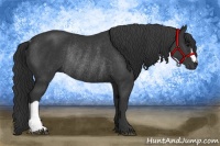 Horse Color:Black Rabicano 