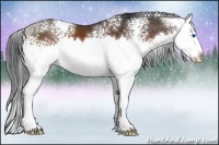 Horse Color:White Spotted Brown Sabino Splash 