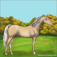 Horse Color:Silver Amber Champagne