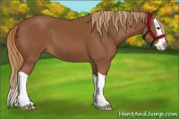 Horse Color:Chestnut Splash 