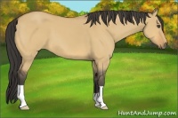 Horse Color:Buckskin Dun