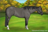 Horse Color:Grullo 