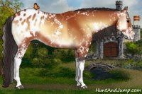 Horse Color:Bay Onyx Sabino Appaloosa 