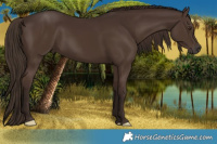 Horse Color:Liver Chestnut 