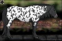 Horse Color:Black Near Leopard 