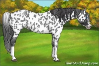 Horse Color:White Spotted Blue Roan Splash Frame Near Leopard