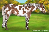 Horse Color:White Spotted Silver Bay Splash Tobiano
