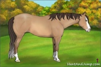 Horse Color:Amber Champagne Splash 