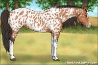 Horse Color:Bay Splash Tobiano Near Leopard  and Bay Splash Tobiano Near Leopard 