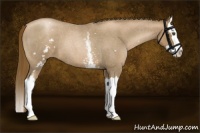 Horse Color:White Spotted Liver Red Roan Pearl Splash 