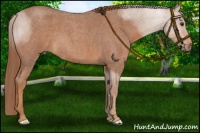 Horse Color:Red Roan