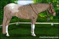 Horse Color:Chocolate Palomino Snowflake Varnish 