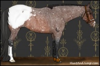 Horse Color:Bay Roan Snowcap 