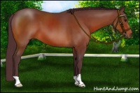 Horse Color:Chocolate Bay 