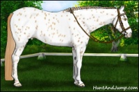 Horse Color:Gold Champagne Appaloosa Rabicano 