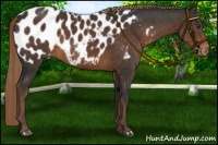 Horse Color:Liver Chestnut Appaloosa Rabicano 