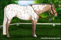 Horse Color:Chocolate Silver Buckskin Roan Sabino Blanket 