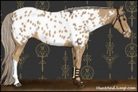 Horse Color:Palomino Near Leopard 