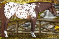 Horse Color:Chocolate Buckskin Near Leopard