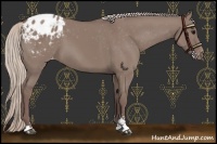 Horse Color:Chocolate Silver Grullo Sabino Appaloosa 