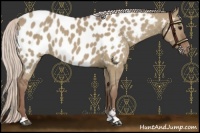 Horse Color:Chocolate Silver Grullo Sabino Near Leopard Rabicano 