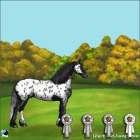 Horse Color:Brown Ice Sabino Appaloosa Rabicano