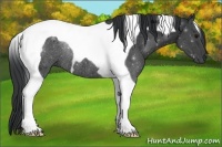 Horse Color:Black Tobiano Rabicano 