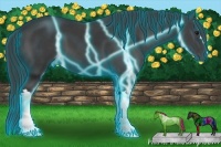 Horse Color:Thunderstruck Smoky Black 