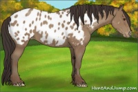 Horse Color:Classic Champagne Appaloosa 