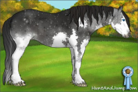 Horse Color:Gray Smoky Black Splash 