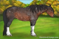 Horse Color:Brown 