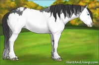 Horse Color:Black Splash Appaloosa 
