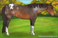 Horse Color:Buckskin Varnish 