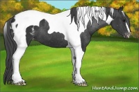 Horse Color:Black Tobiano Blanket 