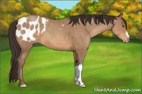 Horse Color:Sable Champagne Appaloosa 