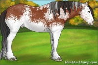 Horse Color:White Spotted Bay Ice