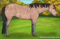 Horse Color:Bay Ice 