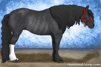 Horse Color:Black Rabicano 