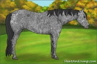 Horse Color:Black Ice Sabino 