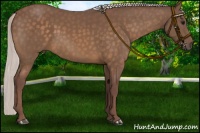 Horse Color:Chocolate Silver Buckskin