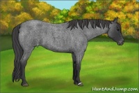 Horse Color:Blue Roan Varnish 