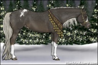 Horse Color:Liver Chestnut Appaloosa 