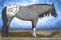 Horse Color:Blue Roan Appaloosa
