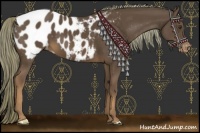 Horse Color:Liver Chestnut Appaloosa 