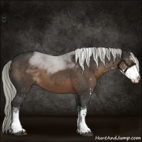 Horse Color:Liver Chestnut Sabino 