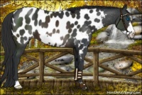 Horse Color:Brown Frame Appaloosa 