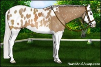 Horse Color:Silver Buckskin Splash Appaloosa